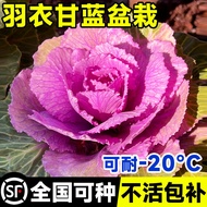 現貨  快速發貨 特價 羽衣甘藍苗盆栽老樁可用植物室內陽臺秋冬花卉種子種孑四季好養