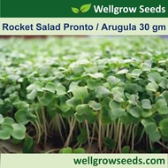 Rocket Salad Pronto / Arugula 芝麻菜 (30gm, approximately 12,000seeds) Gargil Microgreen Seeds