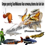 Umpan pancing ikan koi ikan carp makanan ikan arowana channa live bait frozen fish