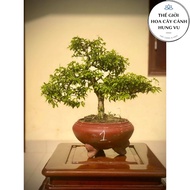 Apricot bonsai tree