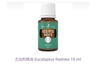 Eucalyptus radiata