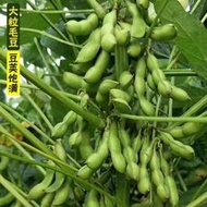 好姐姐丶萊毛豆種子 種籽農家日本青大黃豆種籽高產鮮食四季播種早熟春夏蔬菜籽tqxy