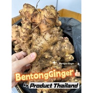 [1kg]Segar Halia Bentong TuaFresh Old Bentong Ginger Vegetable Seed Organic Confinement Benih Sayur 