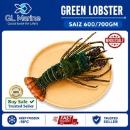 【Wholesales】[Premium Grade] GL MARINE Green Lobster [Saiz 600/700 EKOR]