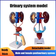 4D MASTER STEM Male Reproductive & Urinary System, Female Reproductive Anatomy Model for Science MBB