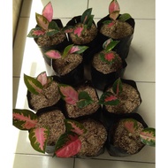 Aglonema Pink Kochin Anakan
