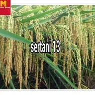 PROMO asli!!! Benih Padi Unggul Sertani 13 Bibit Unggul 5 kg Murah