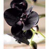 ANGGREK DENDROBIUM BLACK FABERY-sudah Knop/Spike-DENDROBIUM
