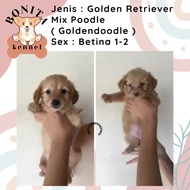 Jual Anjing Red Toy Poodle x Golden Anakan Anjing Puppy RTP Golden