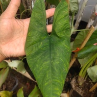 alocasia alokasia bisma