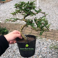 90s Greenovation Live plant Mini Feroniella Lucida Rosita Bonsai 酸木苹果小盆栽