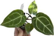 Anthurium Crystallinum hybrid  / หน้าวัวไฮบริด