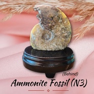 Natural Ammonite Fossil / 天然玉化螺
