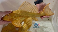 Albino pleco 165 /Good for clean the fish tank / ALGAE EATER 红眼女王 /清理鱼缸藻类，食物残渣好帮手(Sin Quan Aquacultu
