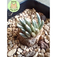Ready Stock Caudex/210625/Anacampseros alstonii Schönland/韧锦/块根植物