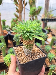 Euphorbia Sotetsu Kirin (ยูโฟเบีย คิริน) สูง 6-7 cm 🔥ส่งทั้งกระถาง🔥