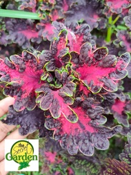 Mayana Coleus Purple Dragon (Semi-Rare Mayana) with FREE plastic pot, and garden soil (Outdoor Plant, Real Plant, Live Plant and Limited Stock) - Plants for Sale