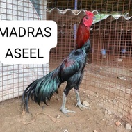 Telur tetas ayam madras aseel