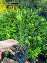 Combo 10 cây Vạn tùng niên