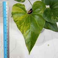 Spesial Anthurium Brownii / Corong Variegata