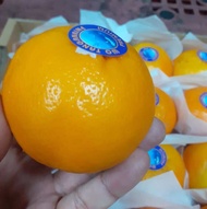 ส้มแมนดารินไต้หวัน (XL) ส้มไต้หวัน Mandarin Orange (ยกลัง6-7KG)