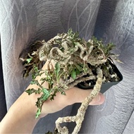 Succulent - Euphorbia Decaryi Cristata - 多肉 - 皱叶麒麟缀