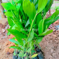 bibit akasia mangium bibit pohon akasia mangium Bibit Tanaman Kayu Akasia Mangium - Tanaman Pionir p