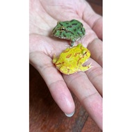 Promo 2 Pacman Frog Albino & Green #Gratisongkir