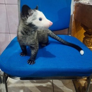 musang pandan mozaik 