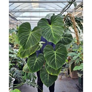 Philodendron Choco Red soft pot, healthy and beautiful seedling pot