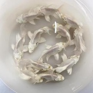 【汛潽】圓身/ 短身/ 一般身 白金蝴蝶龍鯉 仔魚 魚苗 🐟觀賞魚