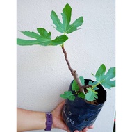 Fig Tree / Pokok Buah Tin - Super Jumbo