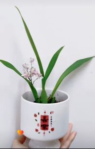 櫻花夢香蘭花苗-不連盆