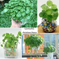 พร้อมสต็อกประเทศไทย 50 Pcs Fish Tank WaterLily Copper Grass Pilea Seeds Water Grass Decor Home Plant Landscape Ornament Seed ดอกไม้ปลูก เมล็ดพันธุ์ผัก ไม้ประดับ ต้นไม้มงคลแคระ เมล็ดพันดอกไม้ บอนไซ เมล็ดดอกไม้ บอนไซ ต้นไม้