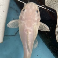 RTC Catfish / Ikan RTC / Red Tail Catfish / RTC / RTC Platinum / rtc
