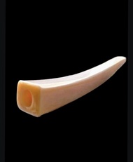 PIPA ONCE TULANG ASLI SEGI 4 KOTAK MINIMALIS PANJANG 10 - 12 MURAH