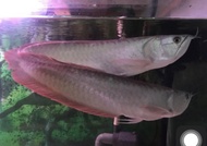 arwana silver red 40 cm up