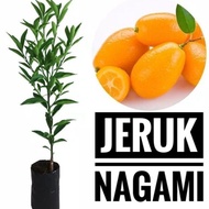 Bibit Tanaman Jeruk Nagami Bibit Jeruk Nagami