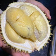 Premium Fresh D24/XO Durian Flesh | Ready-to-Eat | 500g/1kg