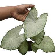 Caladium White Angel in Ceramic Pot