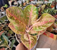 Promo bibit tanaman hias aglonema Denpasar moon daun 1-2 Diskon