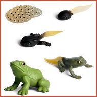 Frog Growth Cycle Frog Life Cycle Figures Set of 5 Life Stages Classroom Accessories Party Supplies 