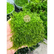 Taiwan Mini Moss 9x9 (Water Leaves) easy to care for