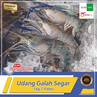UDANG GALAH Jumbo sz Besar 1 kg isi 7-10 ekor TERMURAH