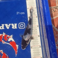 NEW IKAN KOI BLITAR BIBIT SHIRO