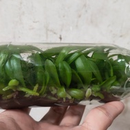 Bibit botol anggrek phalaenopsis/bulan hybrid