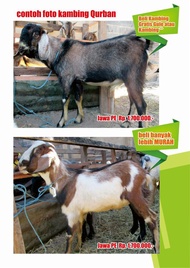jual kambing qurban murah surabaya