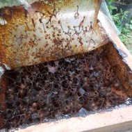 Koloni Lebah Trigona Itama