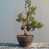 健康翠綠系魚川真柏小品盆栽配手工盆 松柏盆栽 細魚川小盆栽