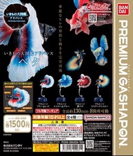 Bandai Premium Gashapon 萬代生物大圖鑑 大扭蛋 Full Moon Betta Fish 全月鬥魚 一套 全4種